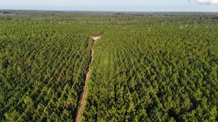 Land for sale in Appling County, Georgia