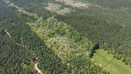 Land for sale in Pike County, Arkansas