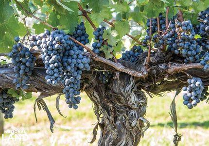 Farm and Ranch for sale in Rockingham County, Virginia