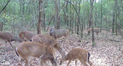 Timberland Property for sale in Santa Rosa County, Florida