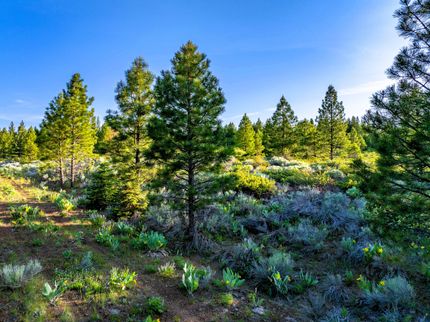 Riverfront Property for sale in Modoc County, California
