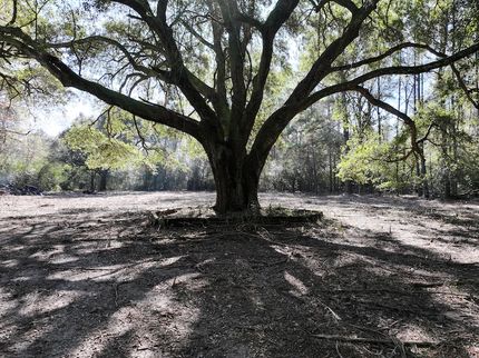 Timberland Property for sale in Tangipahoa Parish, Louisiana