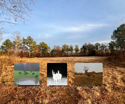 Land for sale in Lauderdale County, Alabama