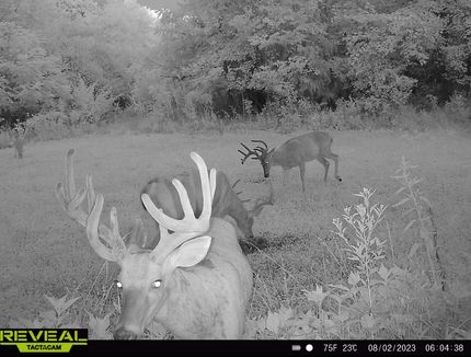 Land for sale in Wayne County, Illinois