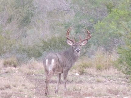 Farm and Ranch for sale in Webb County, Texas