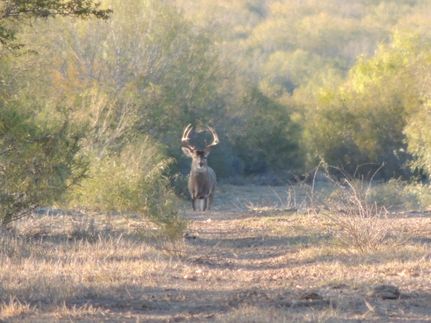 Land for sale in Duval County, Texas