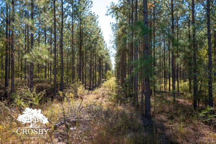 Land for sale in Allendale County, South Carolina
