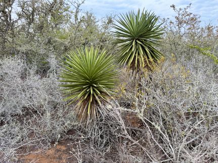 Land for sale in Duval County, Texas