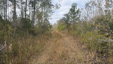 Land for sale in Taylor County, Florida