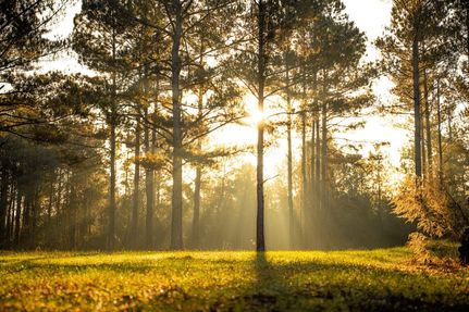 Land for sale in Newton County, Mississippi