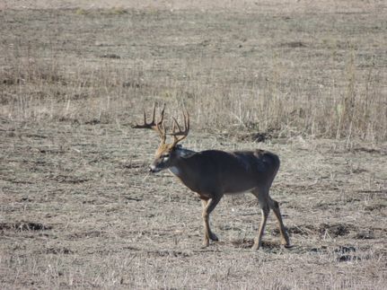 Land for sale in Duval County, Texas