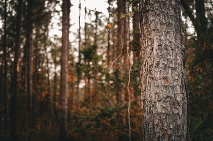 Land for sale in Washington County, Georgia