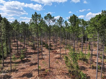 Land for sale in Tattnall County, Georgia