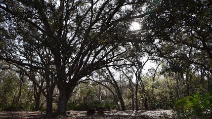 Land for sale in Putnam County, Florida