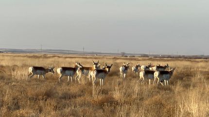 Land for sale in Chaves County, New Mexico