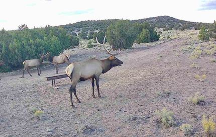 Land for sale in Catron County, New Mexico