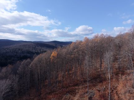 Land for sale in Potter County, Pennsylvania