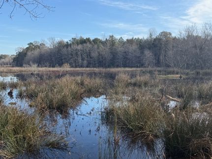 Land for sale in Wilcox County, Alabama