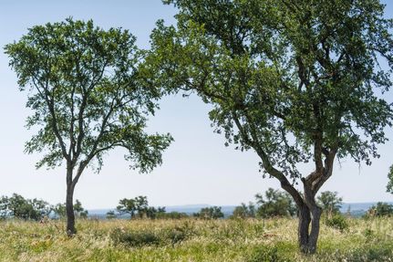 Land for sale in Burnet County, Texas