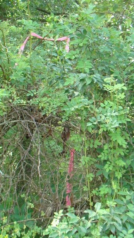 Undeveloped Land for sale in Howell County, Missouri