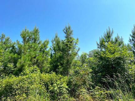 Land for sale in Sabine County, Texas