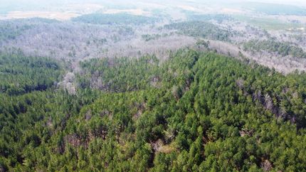 Land for sale in Marion County, Alabama