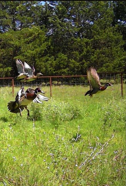 Hunting Property for sale in Grayson County, Texas