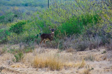 Land for sale in Webb County, Texas