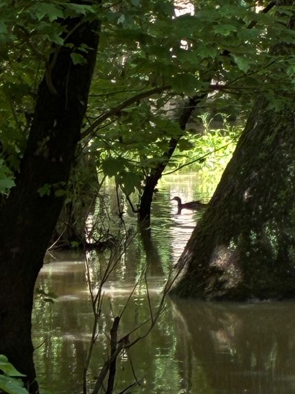 Land for sale in Woodruff County, Arkansas