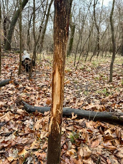 Riverfront Property for sale in Cooper County, Missouri