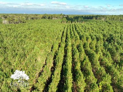 Land for sale in Ware County, Georgia