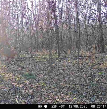 Timberland Property for sale in Effingham County, Illinois