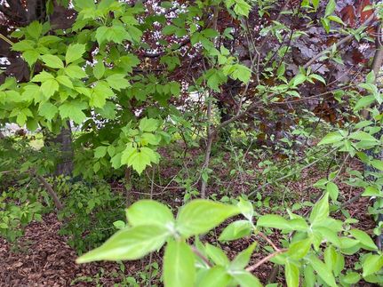 Land for sale in Coos County, New Hampshire