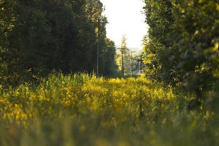 Hunting Property for sale in Ohio County, Kentucky