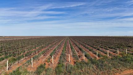 Land for sale in Terry County, Texas