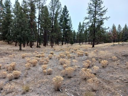 Homesite for sale in Klamath County, Oregon