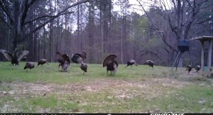 Land for sale in Webster County, Mississippi