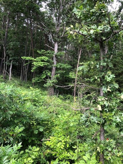 Homesite for sale in Lawrence County, Kentucky