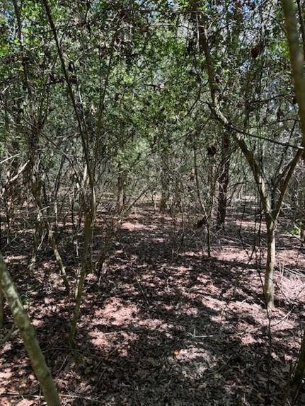 Land for sale in Bastrop County, Texas