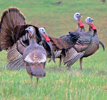 Undeveloped Land for sale in Dickson County, Tennessee