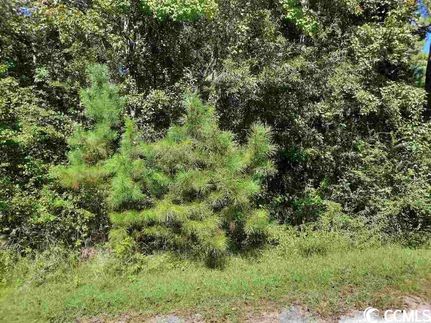 Land for sale in Williamsburg County, South Carolina