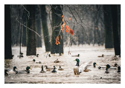 Land for sale in Monroe County, Arkansas