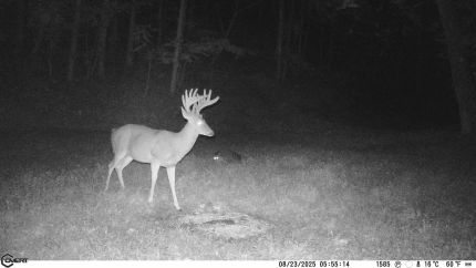 Land for sale in Lewis County, Kentucky