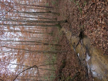 Land for sale in Randolph County, Georgia