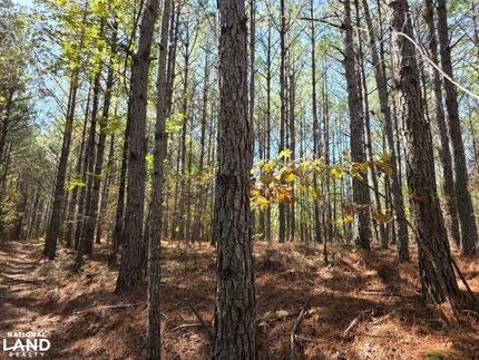 Land for sale in Marion County, Alabama