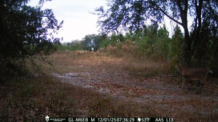 Land for sale in Decatur County, Georgia