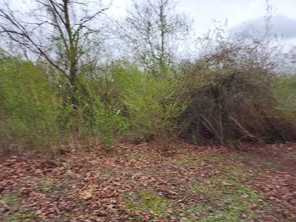 Land for sale in Cullman County, Alabama