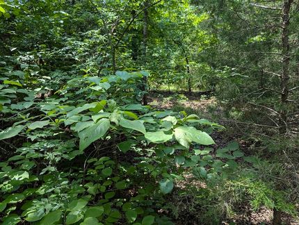 Land for sale in Fulton County, Arkansas