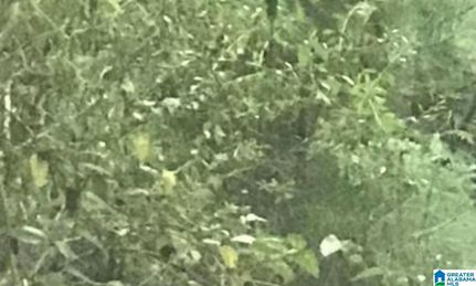 Land for sale in Talladega County, Alabama