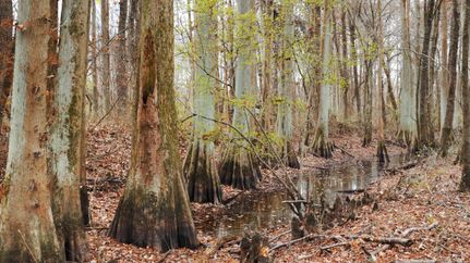 Waterfront Property for sale in Hardeman County, Tennessee